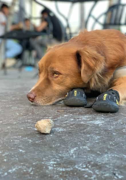 Faithful itisOVERDUE dog resting outside